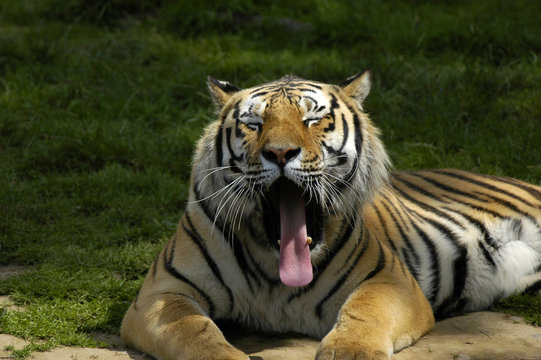 yawning tiger