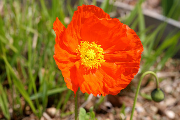 mohnblume