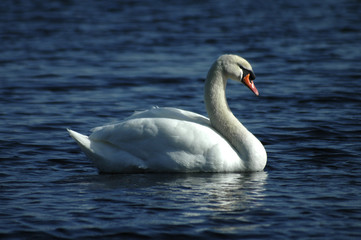 swan lake