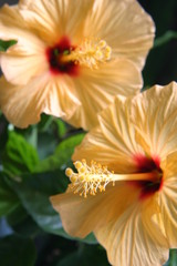 hibiscus orange 5