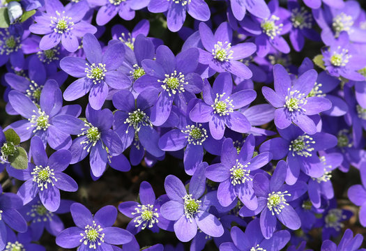 Hepatica Nobilis