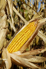 corn in the field 2