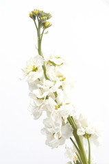 white high key flower
