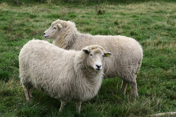 sheep
