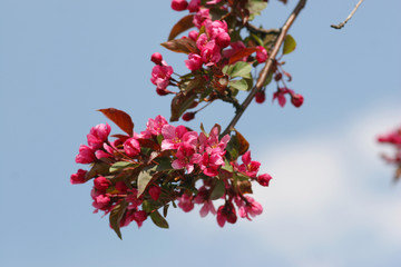 rosa blühte