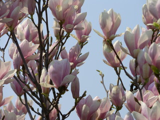 magnolia