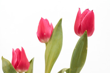 pink tulips