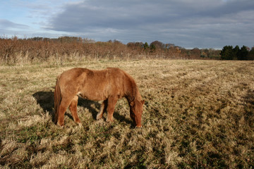 danish horses