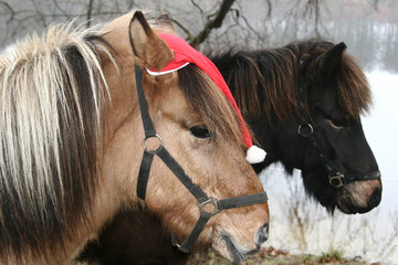 xmas horses