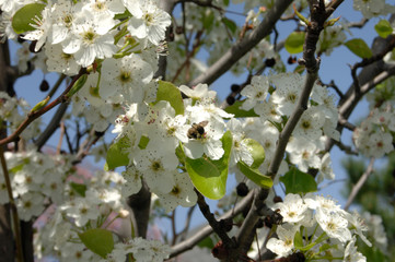 cherry tree flowers