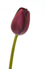 beatiful tulip