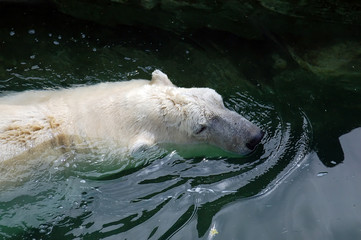 polar bear in water