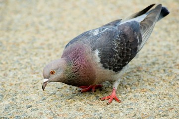 pecking pigeon