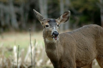 deer closeup