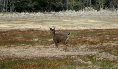 Fototapeta premium deer on bathroom break