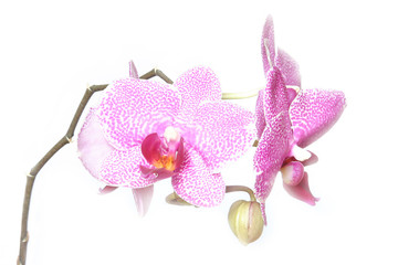 wunderschöne orchidee