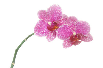 wunderschöne orchidee