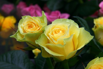 yellow roses