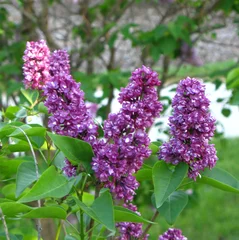 Photo sur Plexiglas Lilas lilas violets