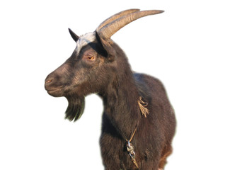 nanny goat portrait