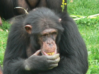 chimpanze