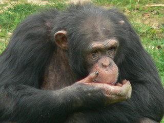 chimpanze