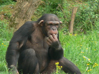 chimpanze