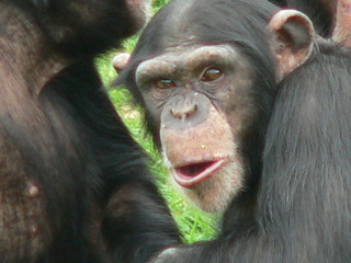 chimpanze