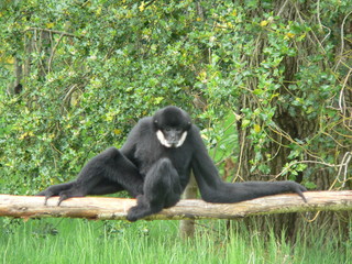 gibbon a favoris blanc