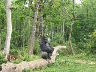 gorille - dos argenté