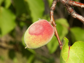 une pêche sur un pêcher