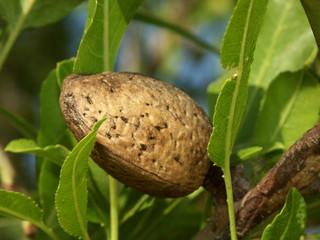 Une amande sur une branche d'un amandier