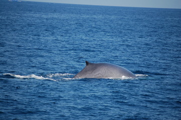 Naklejka premium fin whale diving
