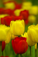 Obraz premium spring flowers