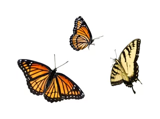 Foto auf Acrylglas Schmetterling Schmetterlingskollektion 3 für 1