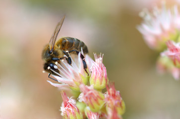 bee