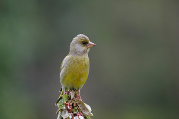 verdier d'europe juvenile