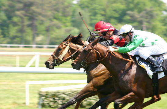 chevaux de course