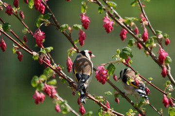 chardonnerets elegants