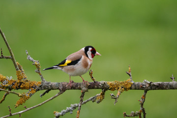 chardonneret elegant