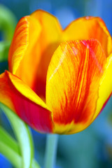 tulpe