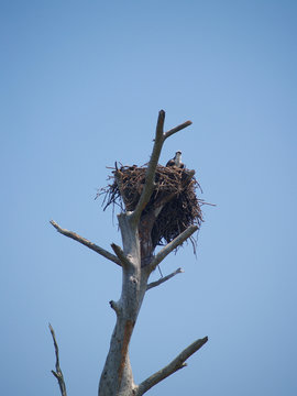 nesting osprey