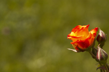 rose on green