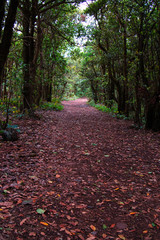 camino en el bosque
