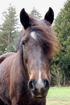 portrait poney