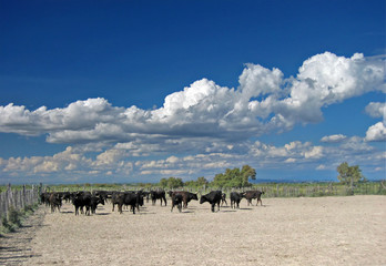 Fototapeta na wymiar Camargue byków