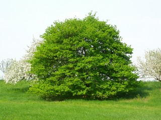baum auf der wiese