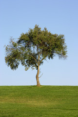 Fototapeta na wymiar samotne drzewo