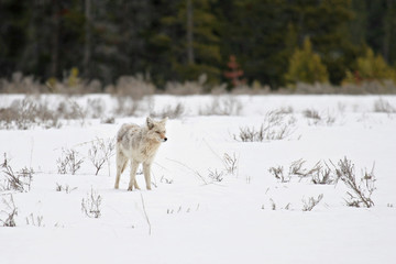 Obraz premium coyote in yellowstone