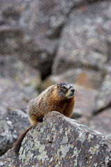 yellow-bellied marmot in yellowstone